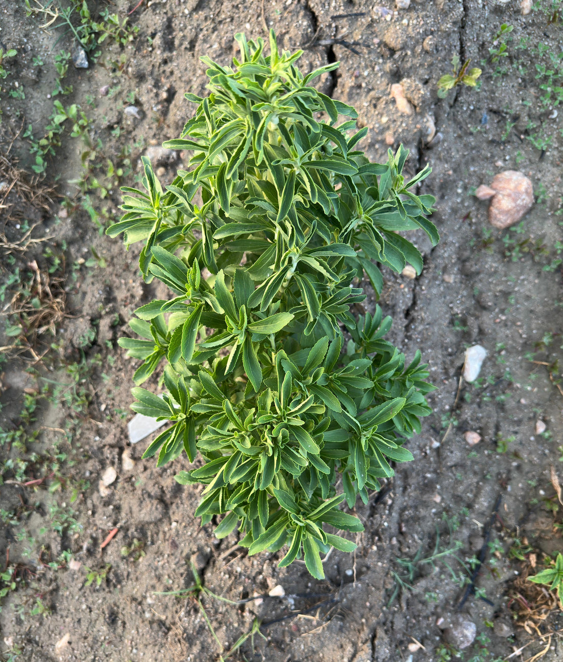 Conoce todas las propiedades de la Stevia