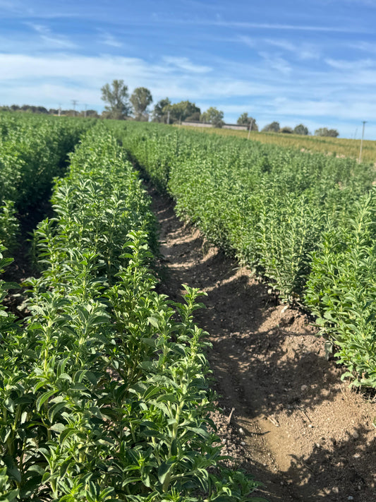 La evolución de la Stevia en Europa: Del marino español Estévez a BIES