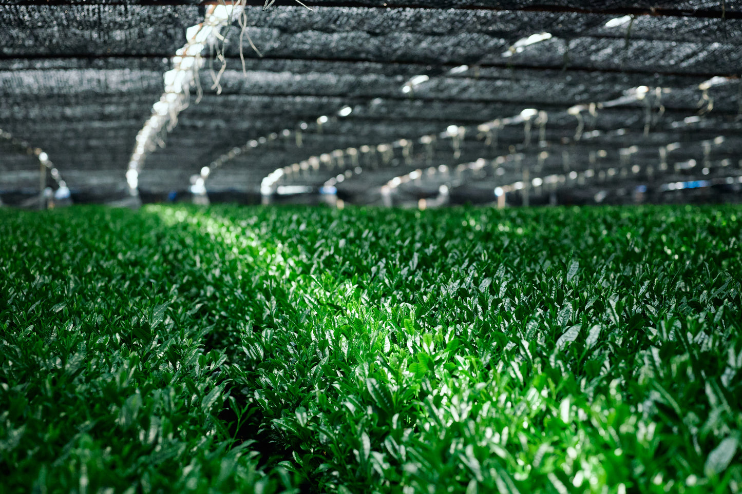 Té Matcha - BIES HOUSE