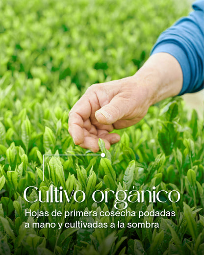 Té Matcha Ceremonial